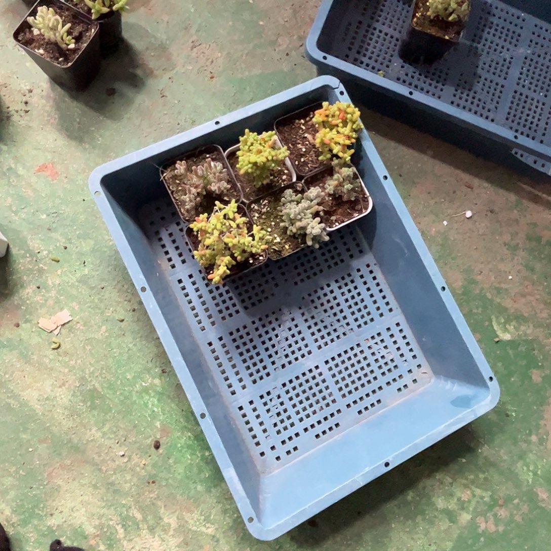 嘻***^新手套餐6颗组合番杏