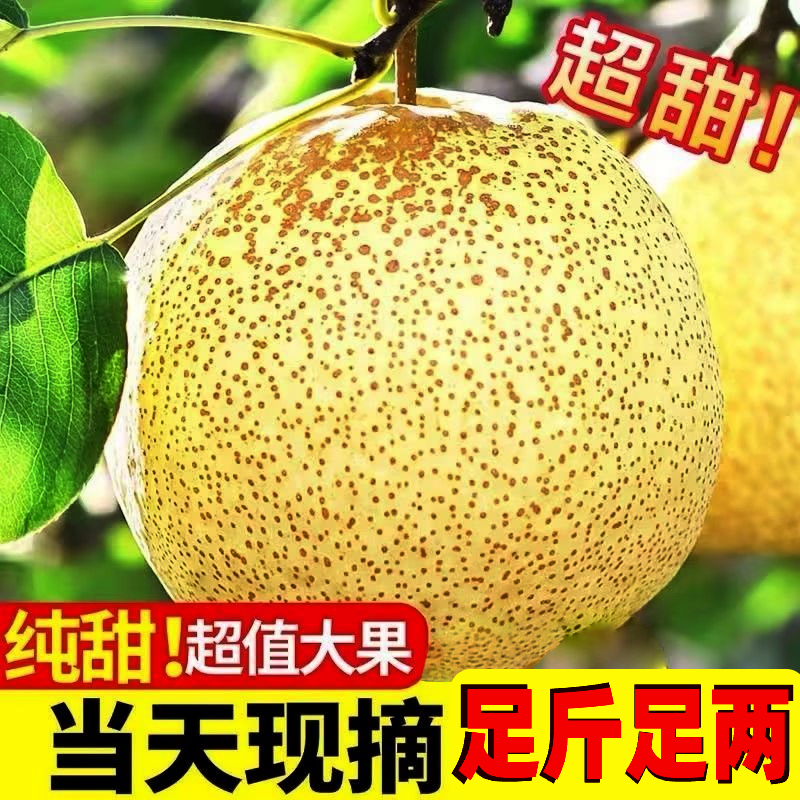 老品种酥梨现摘现发正宗宁陵酥梨新鲜当季水果脆甜多汁