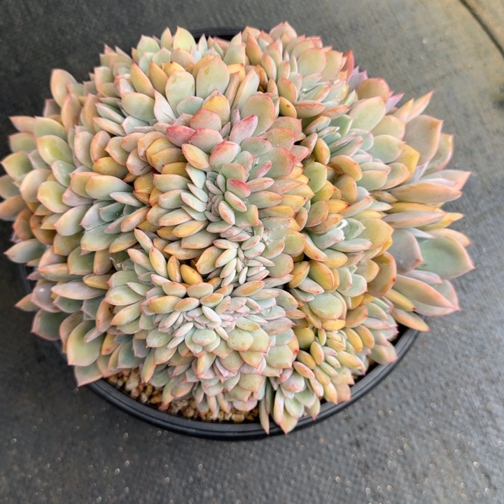 琳****多肉植物提拉米苏