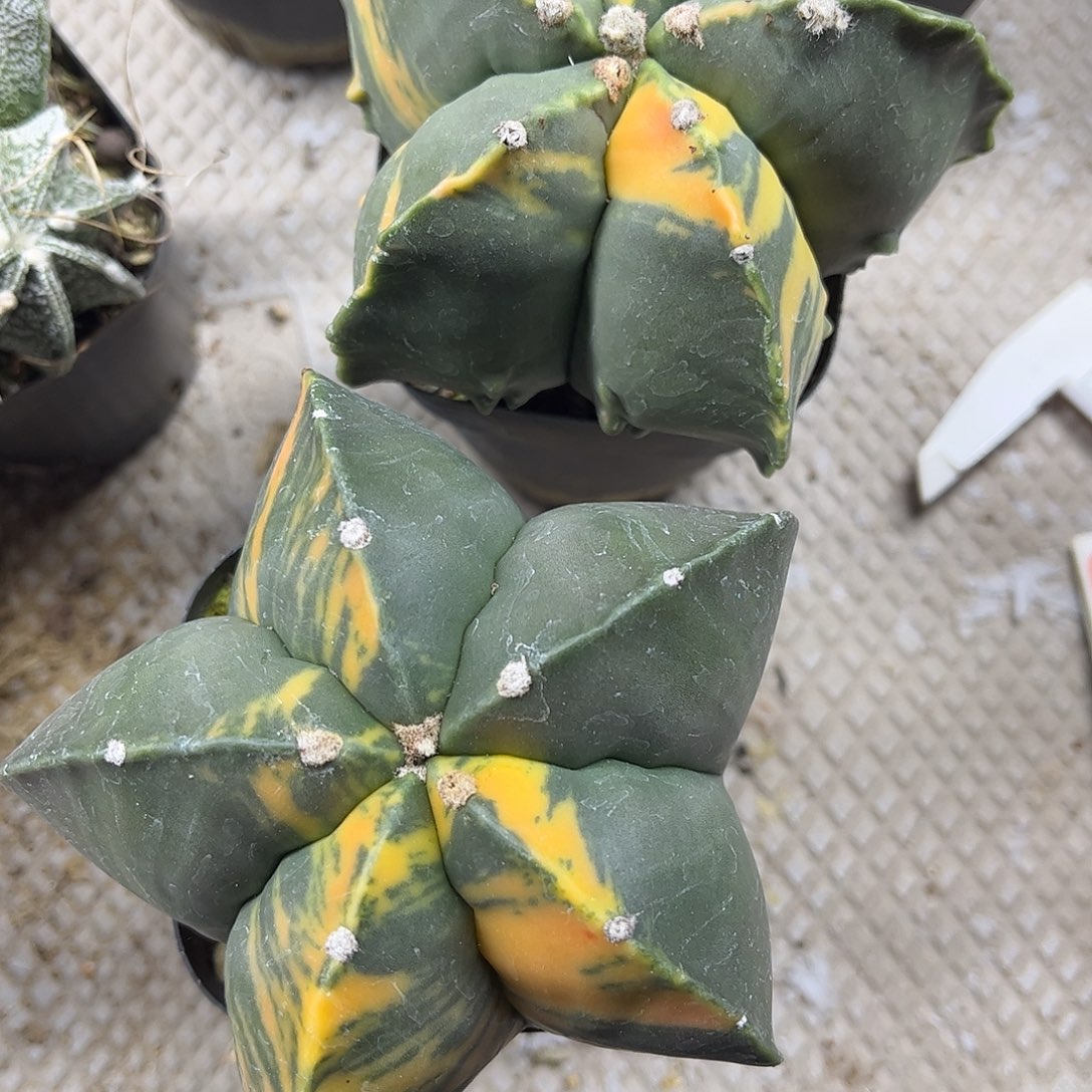 龘***龘无花朵鸾凤预警两颗这个