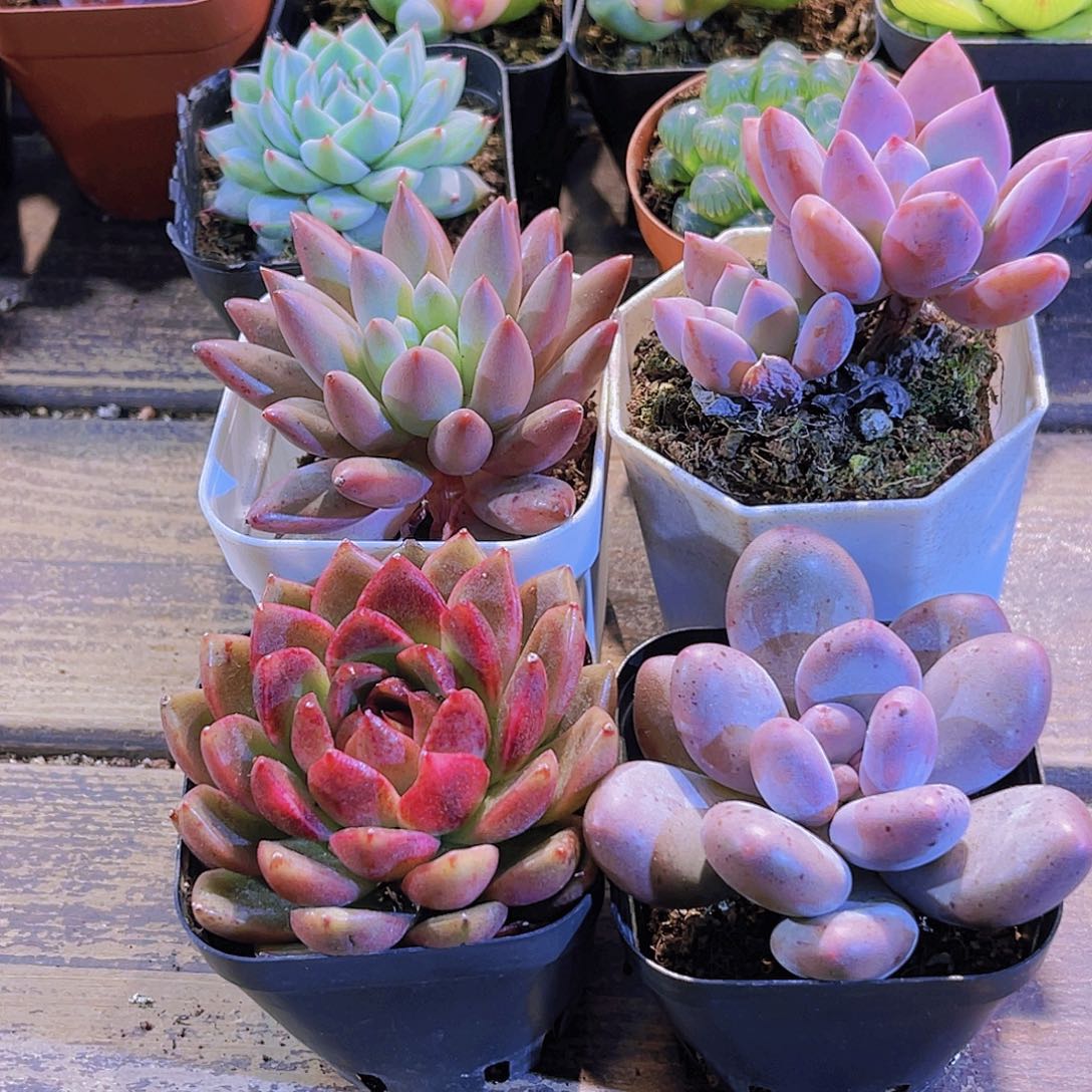 蜻蜓。奥普。桃美人。黑玫瑰