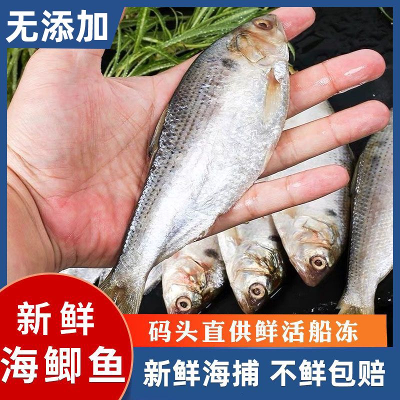 海鲫鱼五斤净重发货 一斤 15-18条顺丰包邮