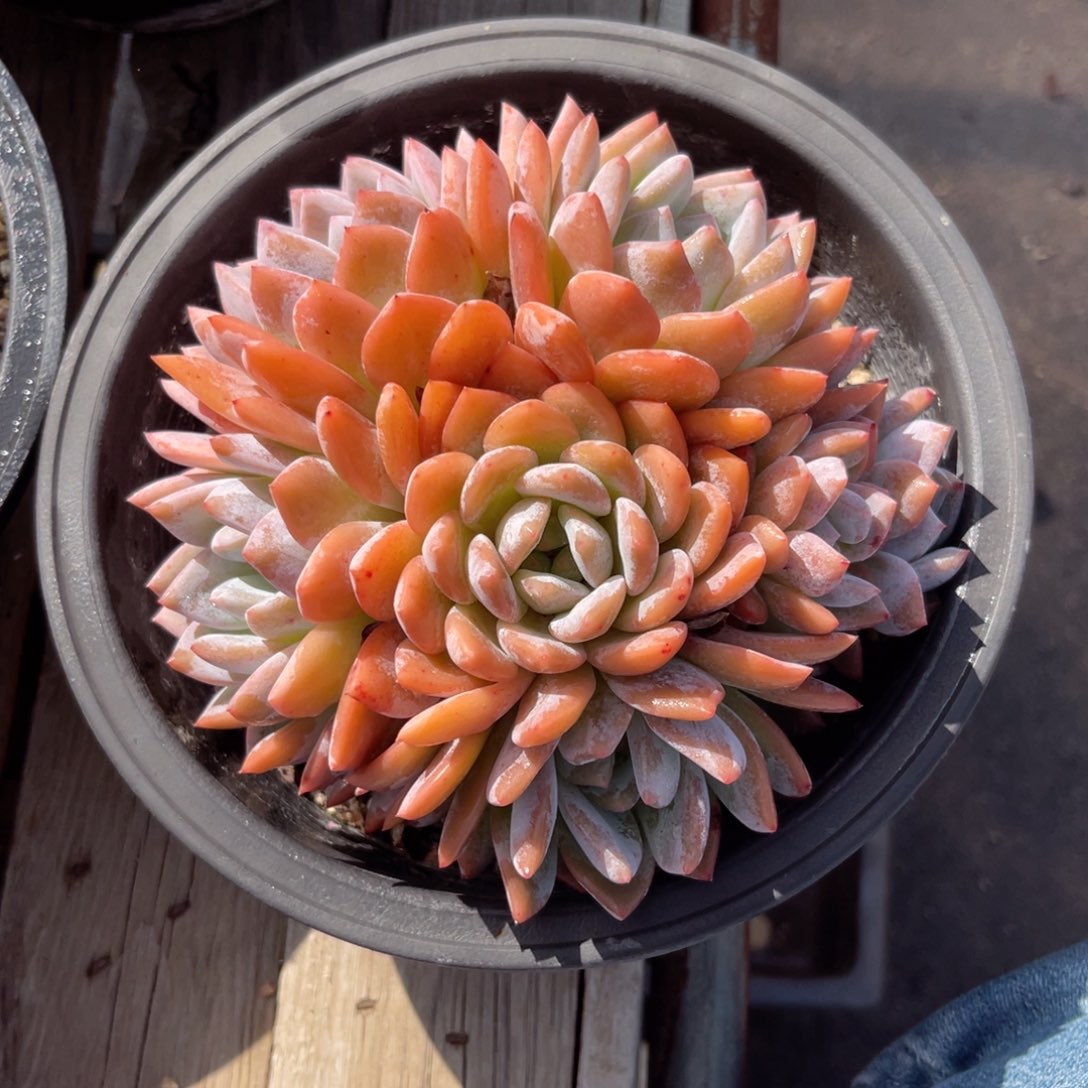 橙梦露群一物一拍