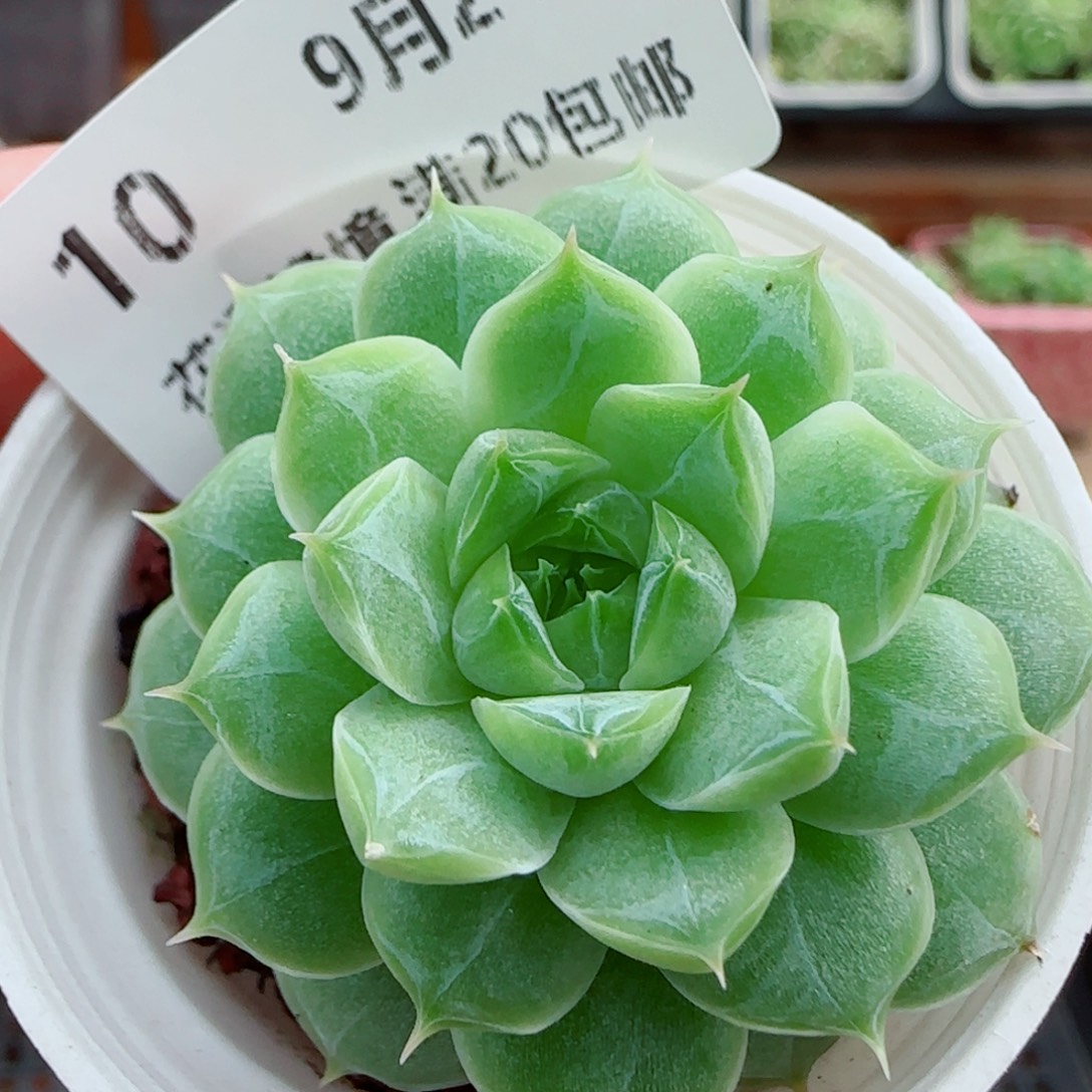 花语逸镜0924-10女王