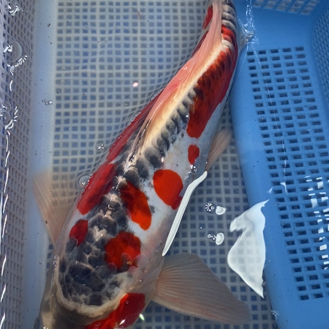 锦鲤冷水锦鲤包邮