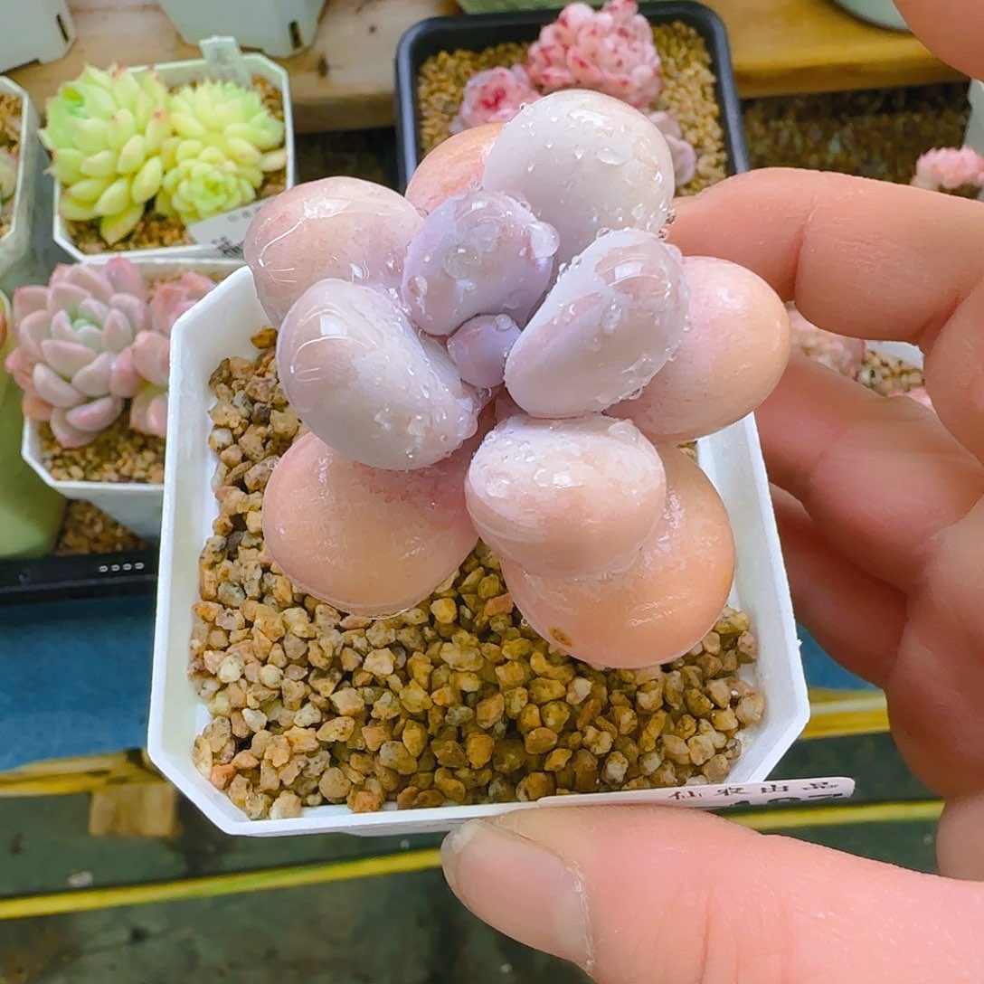 仙农彩奶，187、仙农出品