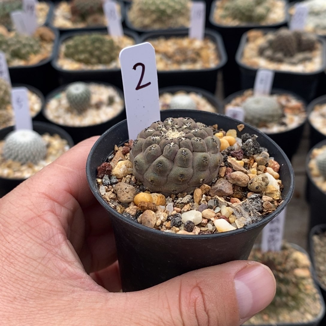 【闪购商品】完全开放谢**吖豹头