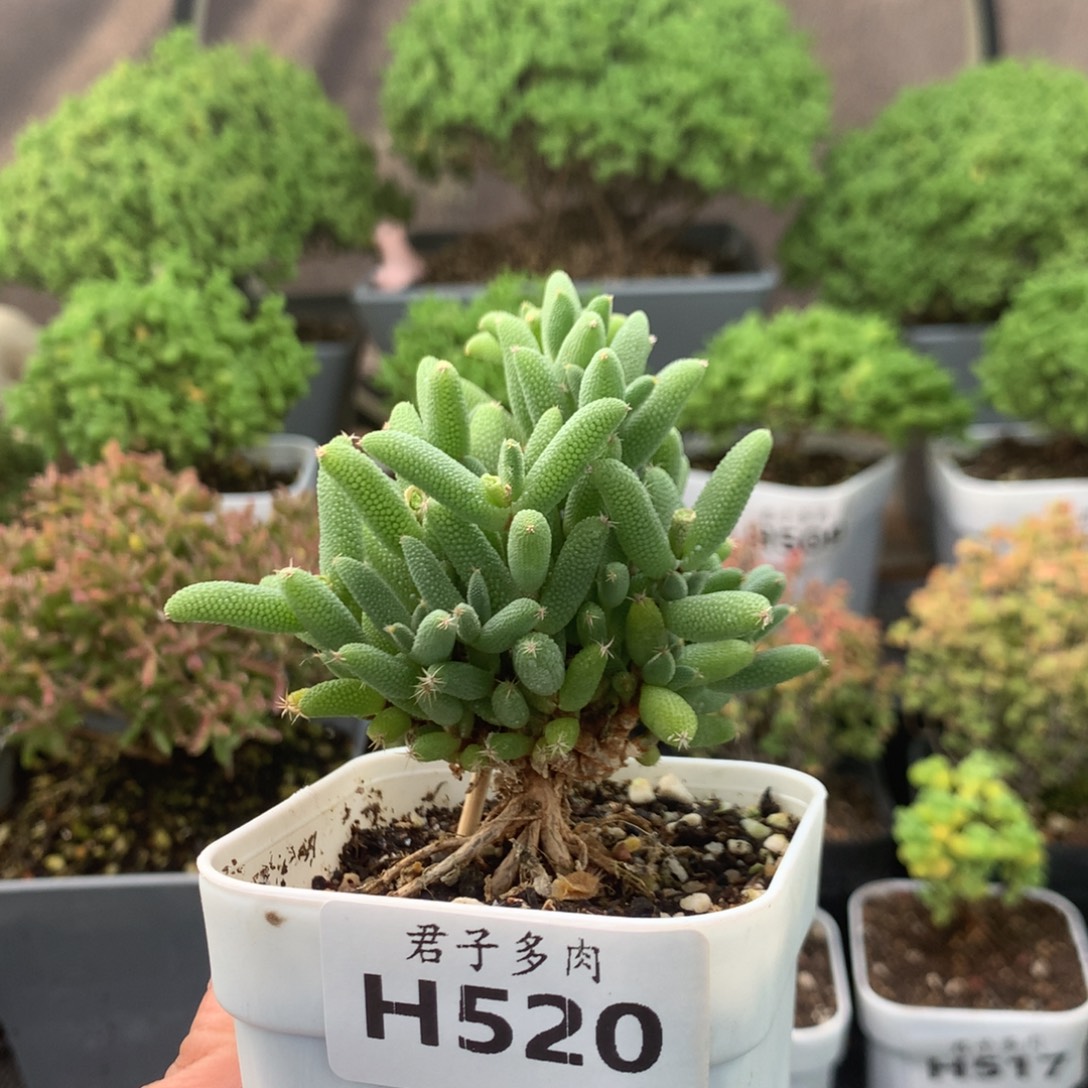 520玉米。          