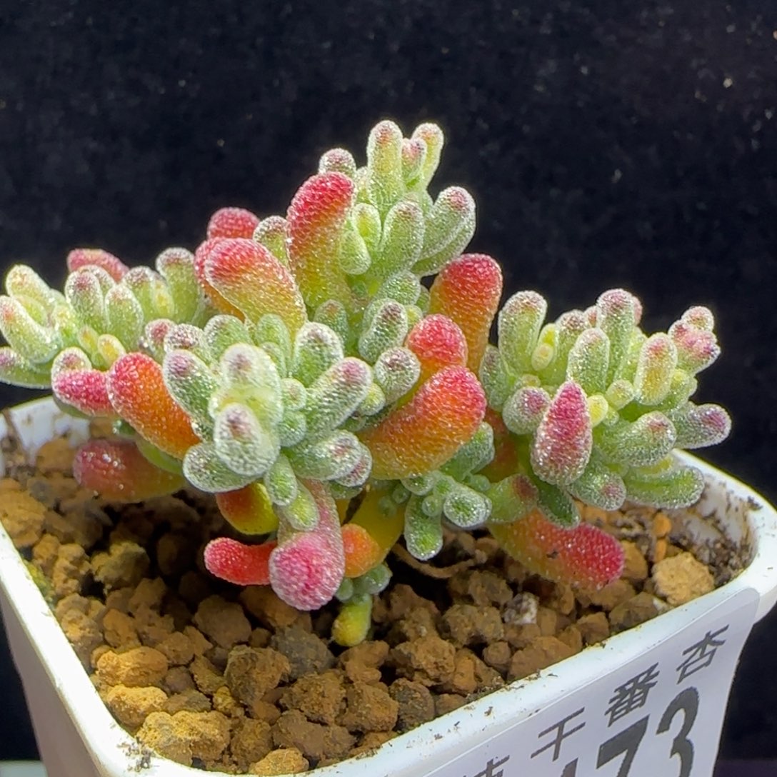 dy173冰晶锦直杆一物一拍