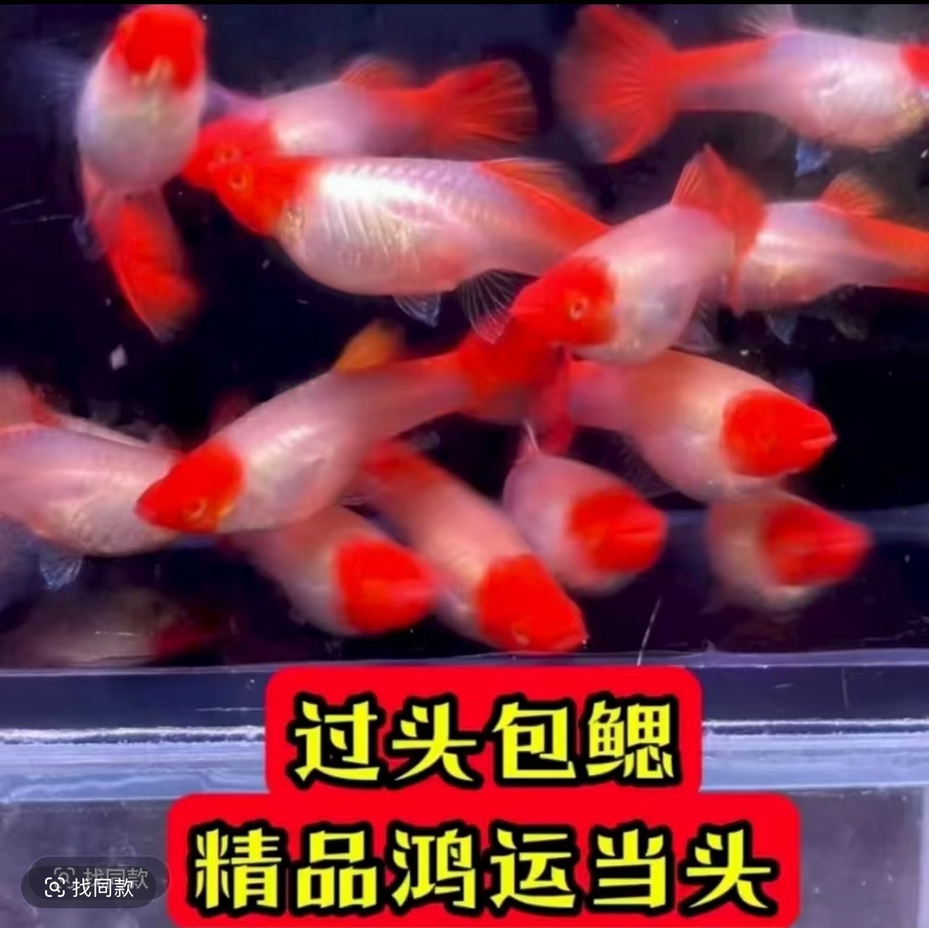 大种鱼鸿运当头精品种鱼带孕大种鱼 包头包鳃