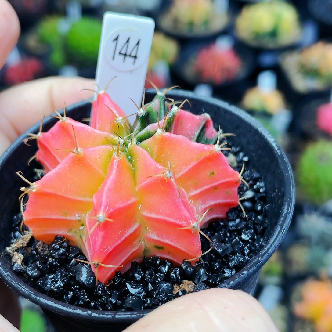 非偏远地区满25裸根发货仙人球