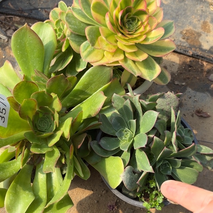 3颗多肉法师3577