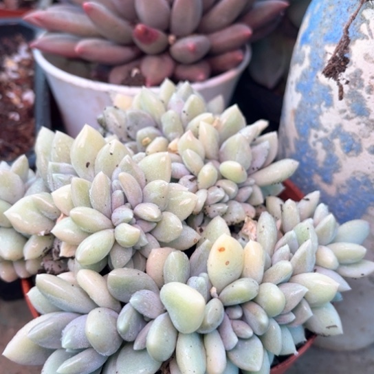 心*多肉植物的植物