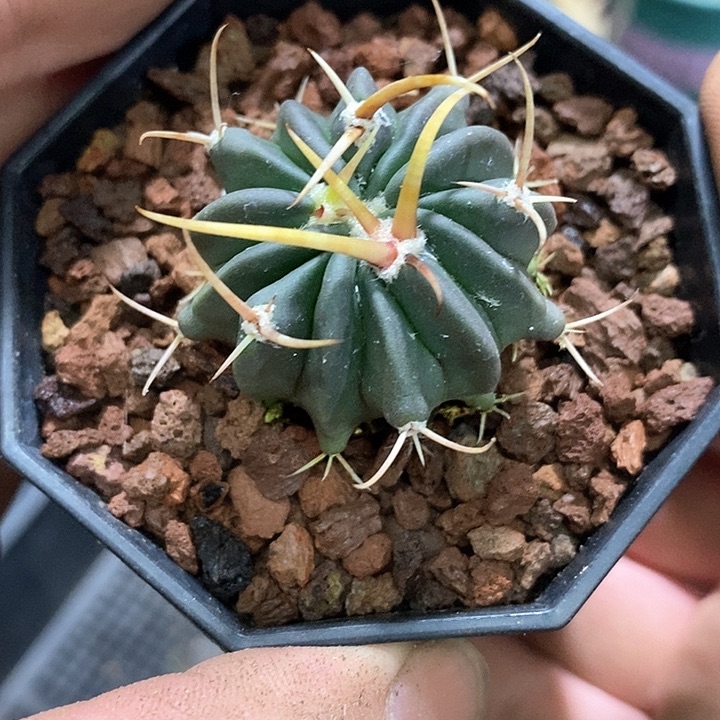 孤品实生优选粗刺龙剑丸3.4cm仙人球