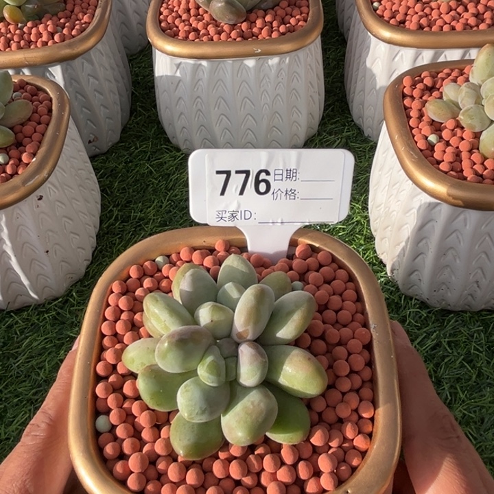 酷克多肉植物776号