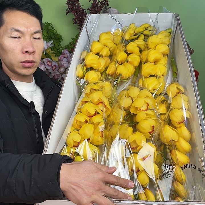 完全开放一号惠兰