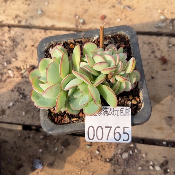 阳***烈幸运儿是一个人吗哈哈幸运