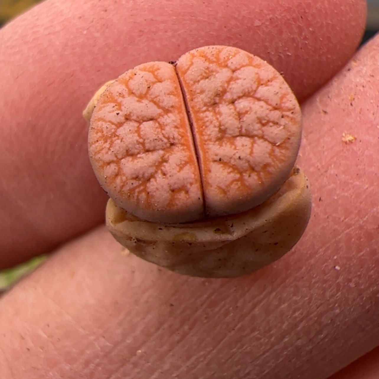 【闪购商品】00000038