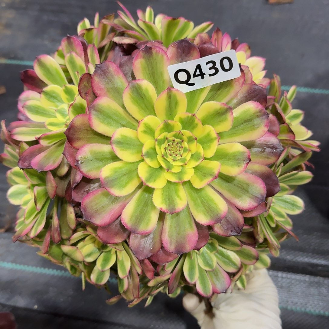 430维纳斯33冠服22左右