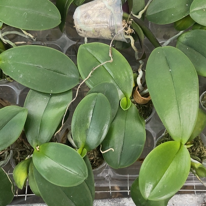 当前无花栽培后可以开花雅风黄金豹1.7