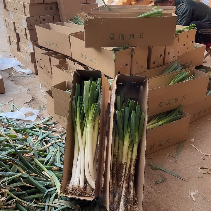 福利山东铁杆大葱带皮半叶5斤中国大陆