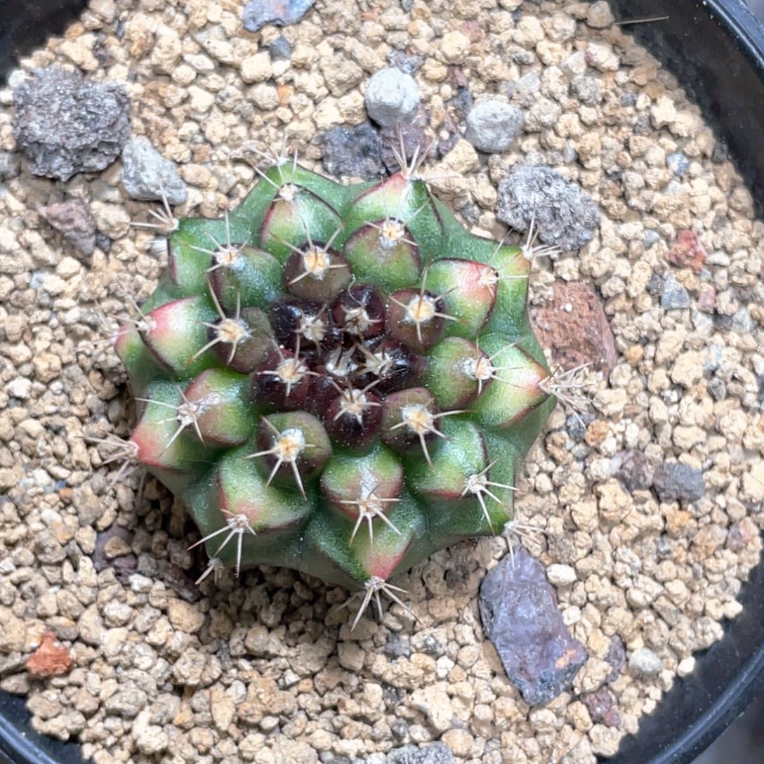 当前无花朵，栽培后可花朵拿玻璃艺术