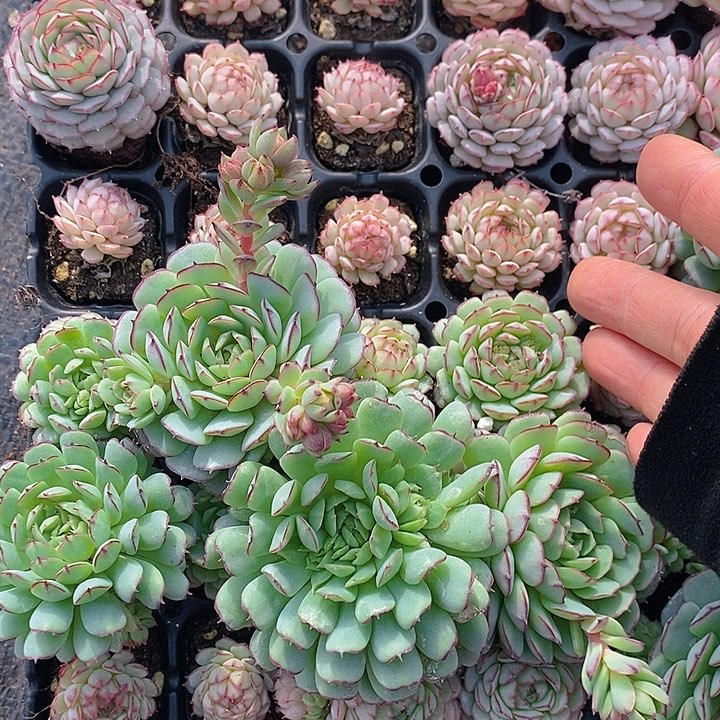 259-260 多肉植物盆栽花卉植物