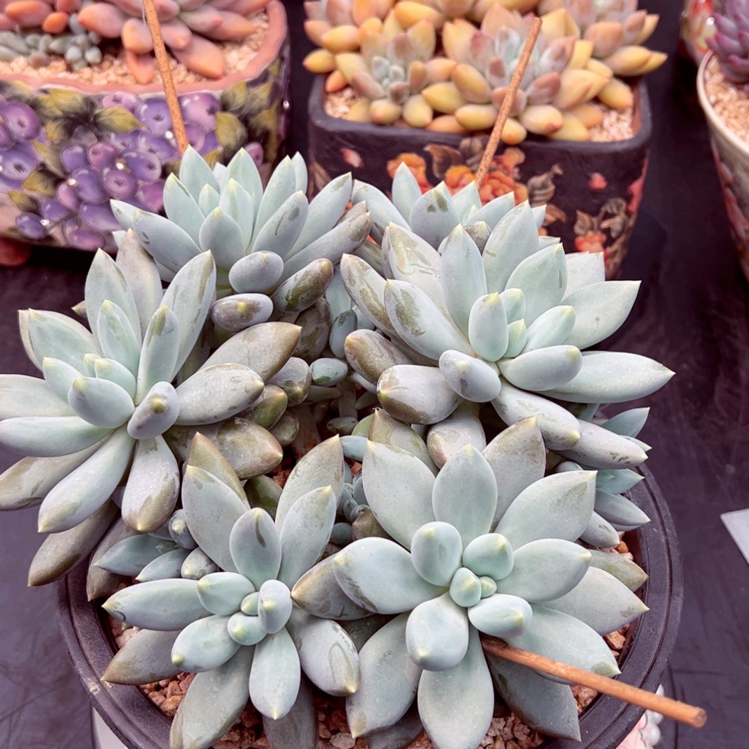 小***～哥特群寄养的的的