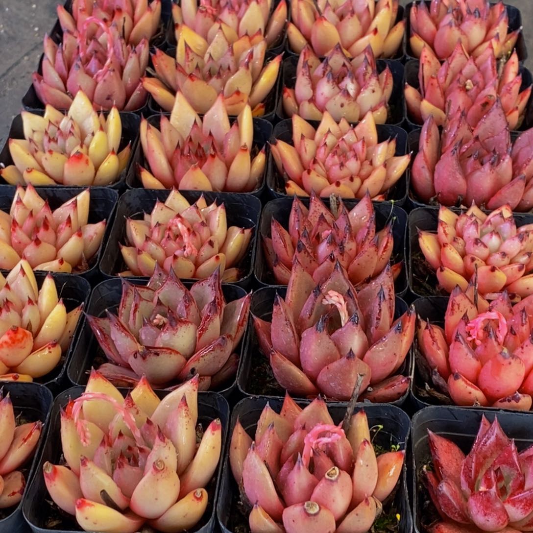 658多肉植物保护研究所所长助理