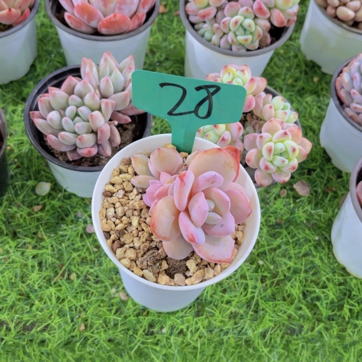 静**以我的小可爱们都好可爱