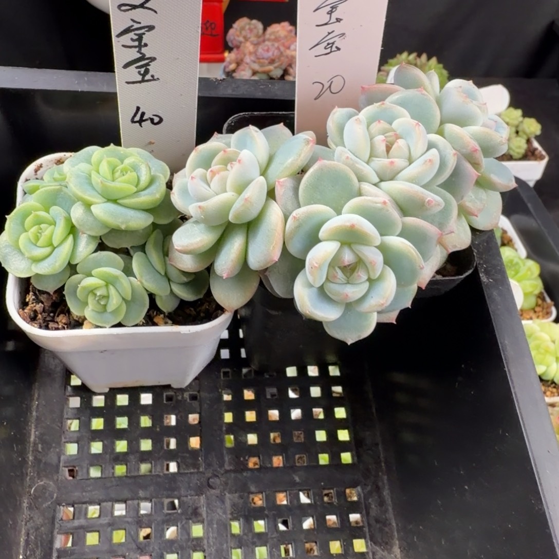 斐***宝菲宝宝两颗一组包邮