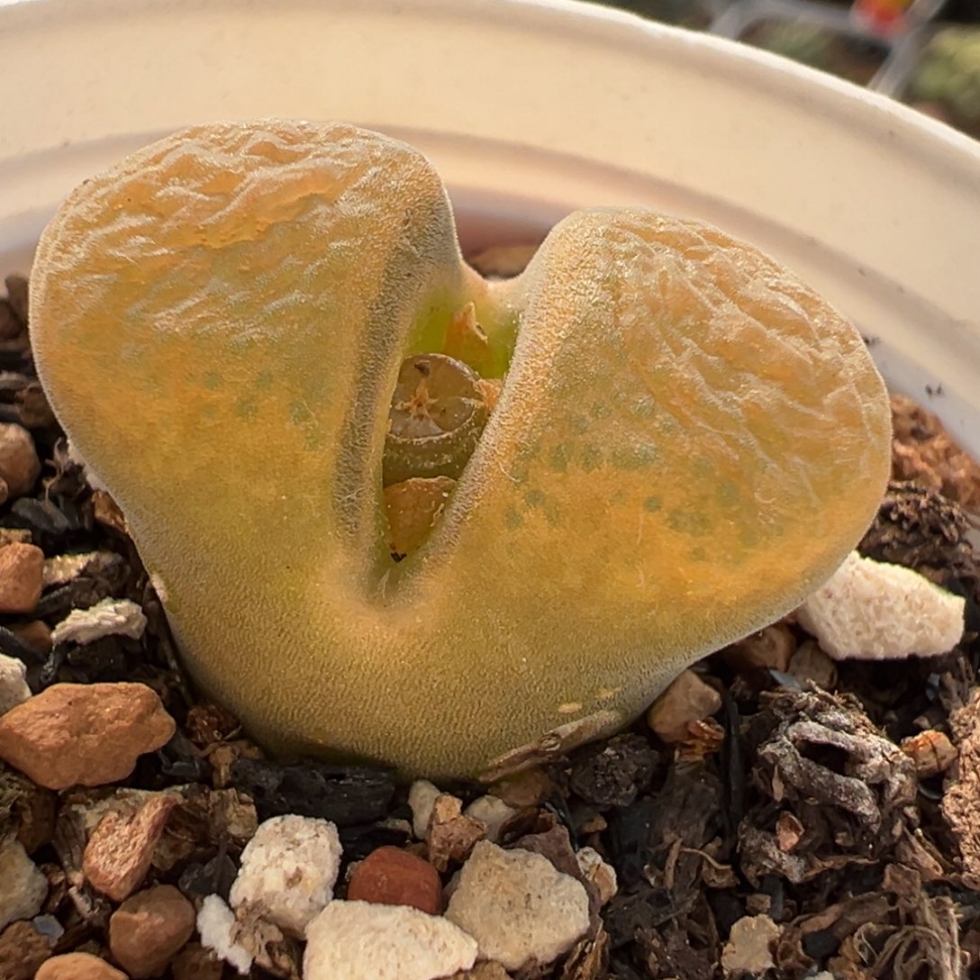 风铃多肉植物百科