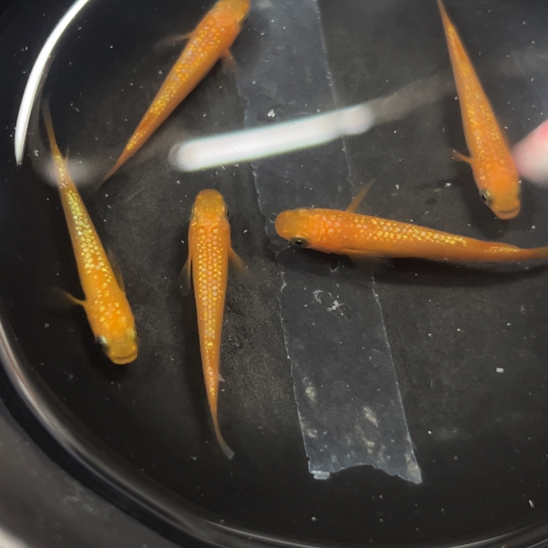 海水鱼刚回家看看发更好呀