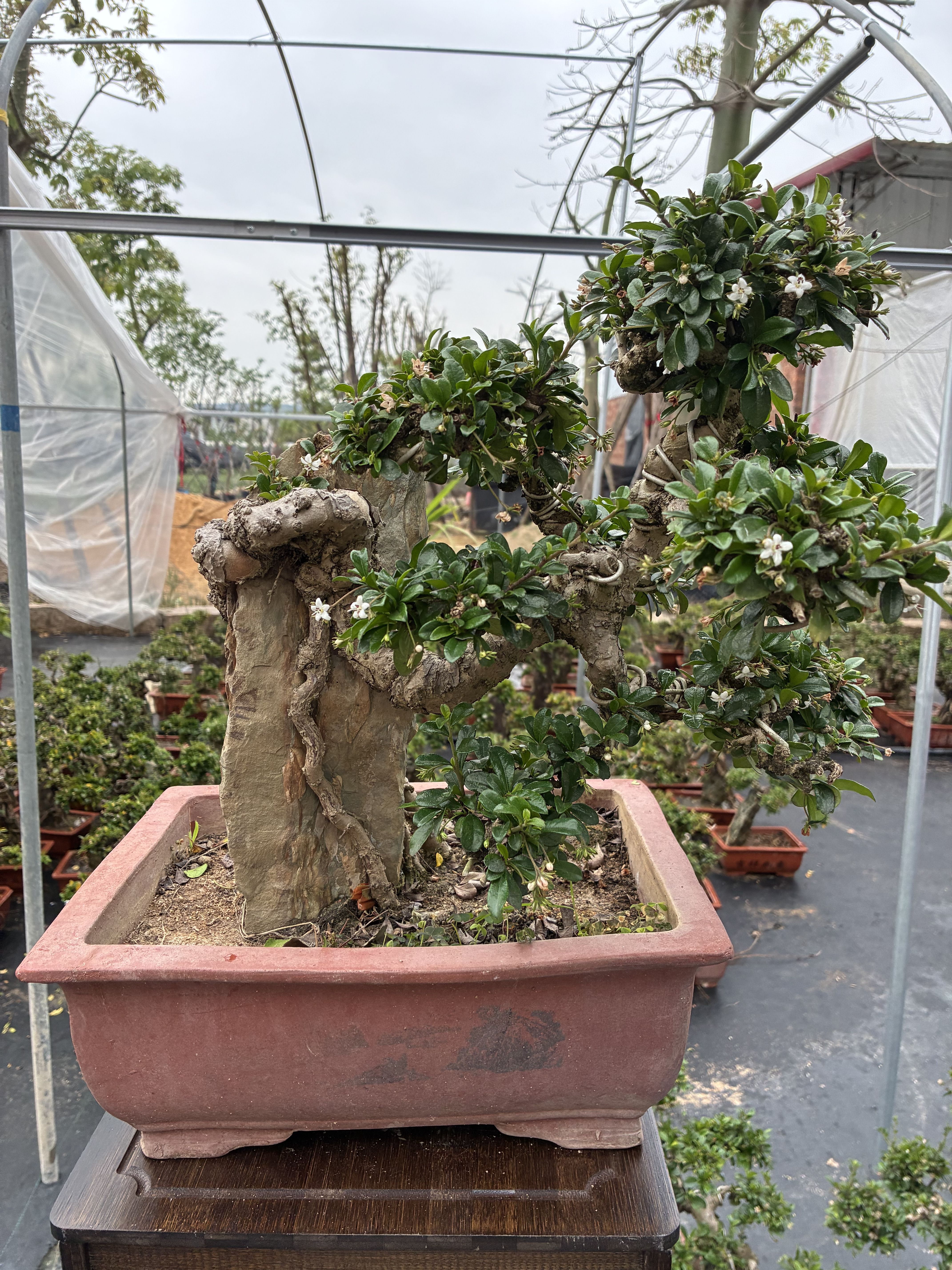 附石老桩福建茶直播间一物一拍