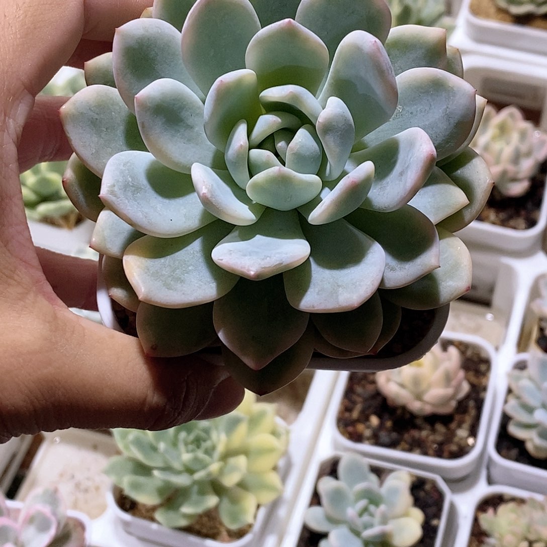 橙梦露锦多肉植物老桩