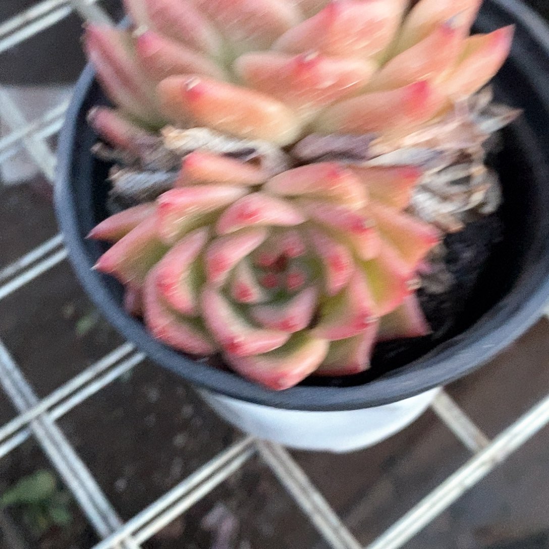 (***)蓝龙杂1颗带盆带土发货
