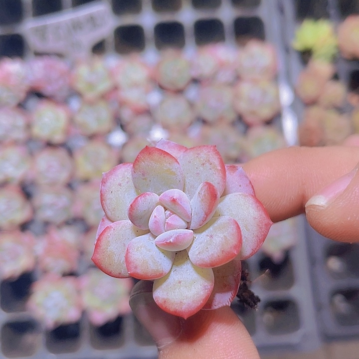 梦幻泡影【满10颗包邮】