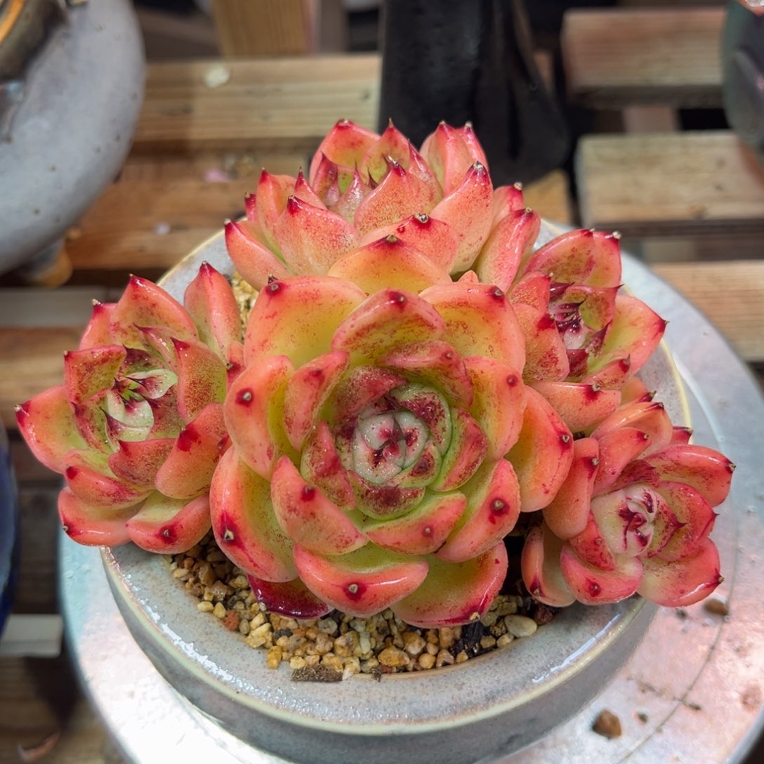 杂交duiyunvnvnvnvni