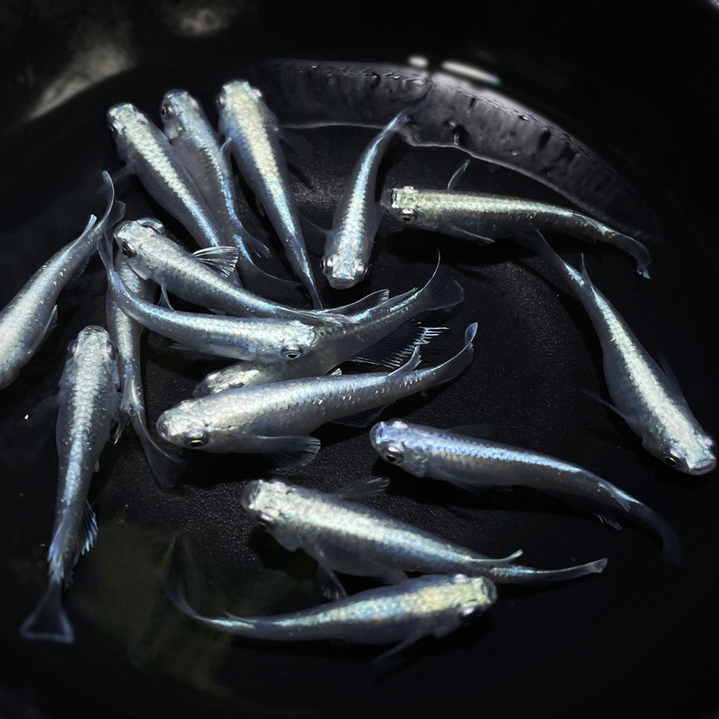 观背青鳉 淡水小鱼  一物一拍