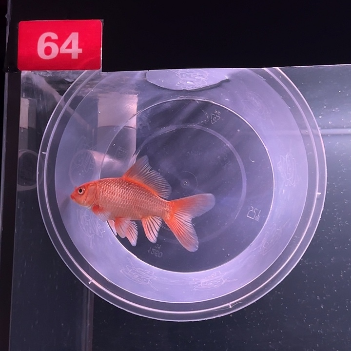 蝴蝶鲤鱼64号小红