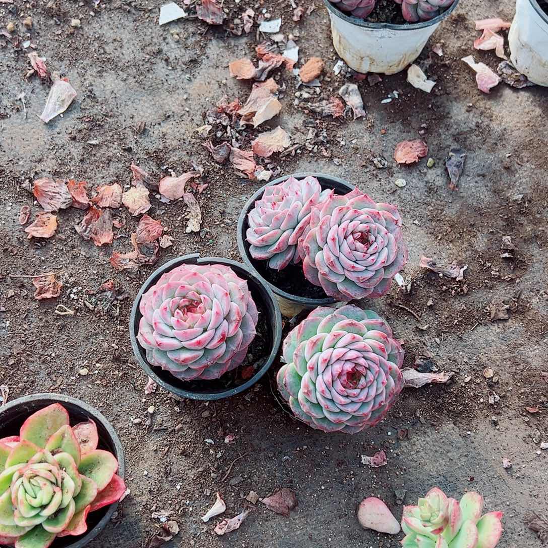 天鹅绒三盆特价精品