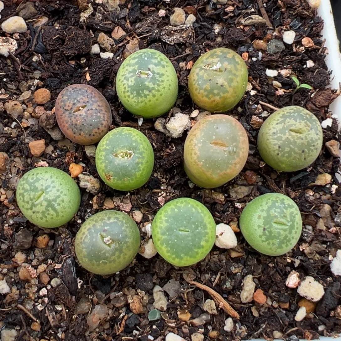 1.21好看的多肉066