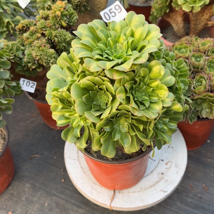 多肉植物琉璃059号