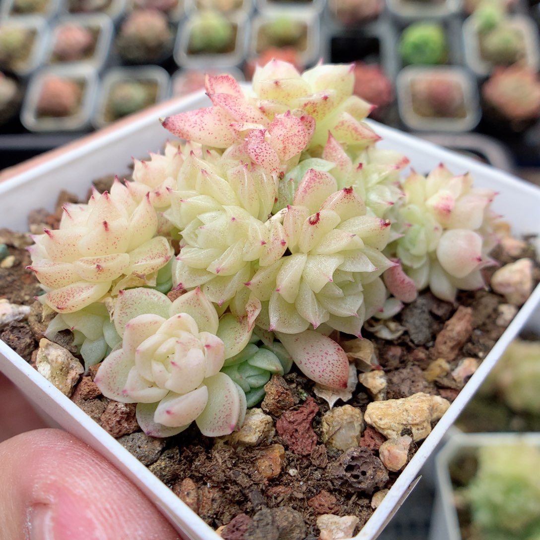 C49定繁优选编号小脸朵朵群