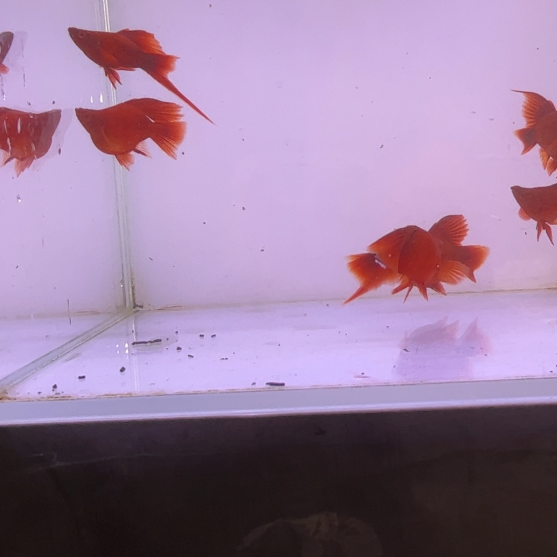 小***哥红剑鱼高鳍红箭球