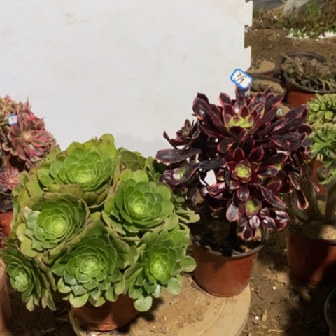 两颗法师一物一拍