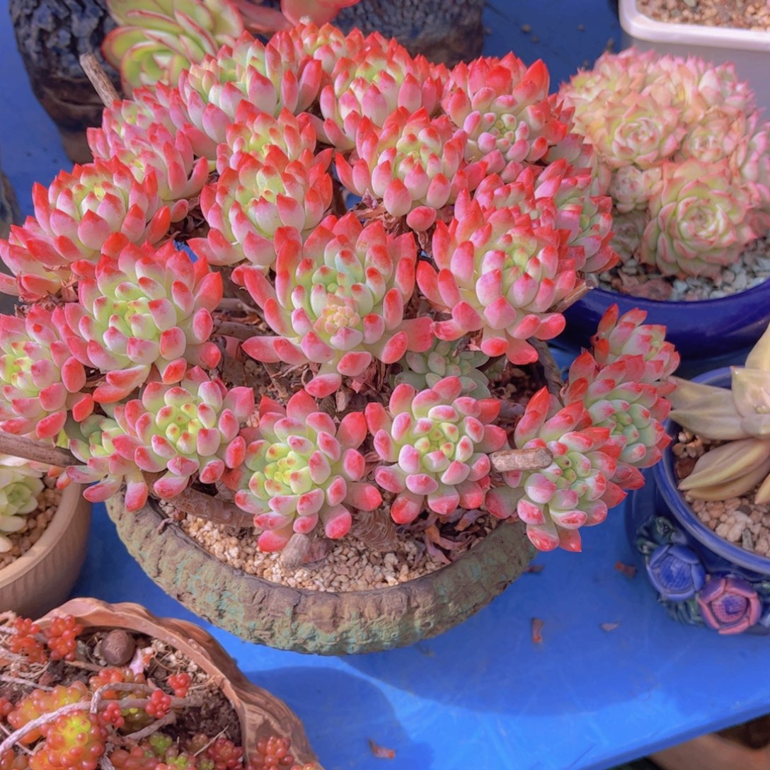 ₍***米多肉植物组合盆栽植物