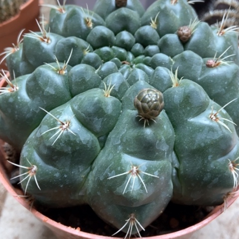 非花玉仙人球15米xrq