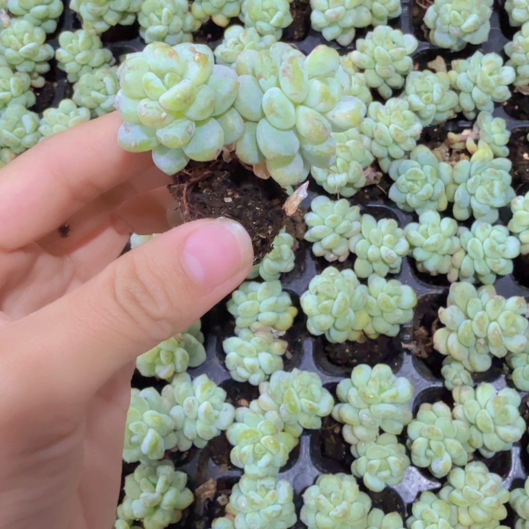 可爱玫瑰穴苗双头两颗一组