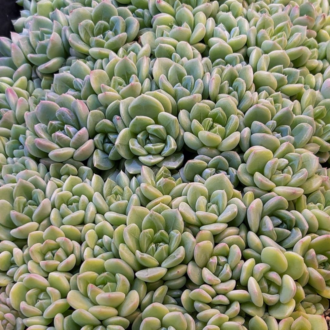 潇***碧083多肉葡萄的价格是多少啊